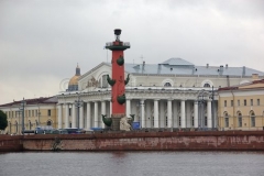Colonna rostrata