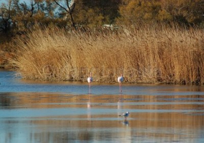 camargue