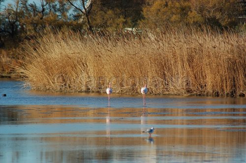 camargue