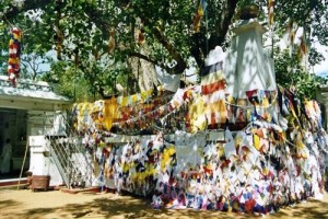 Sri Maha Bodhi