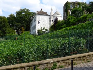 vigneto Montmartre