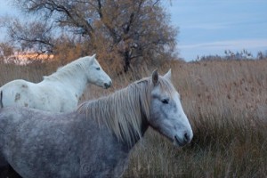 camargue 