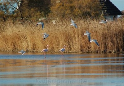 camargue