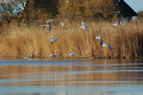 camargue