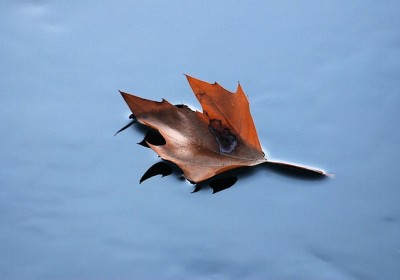 floating-leaf-346584_640