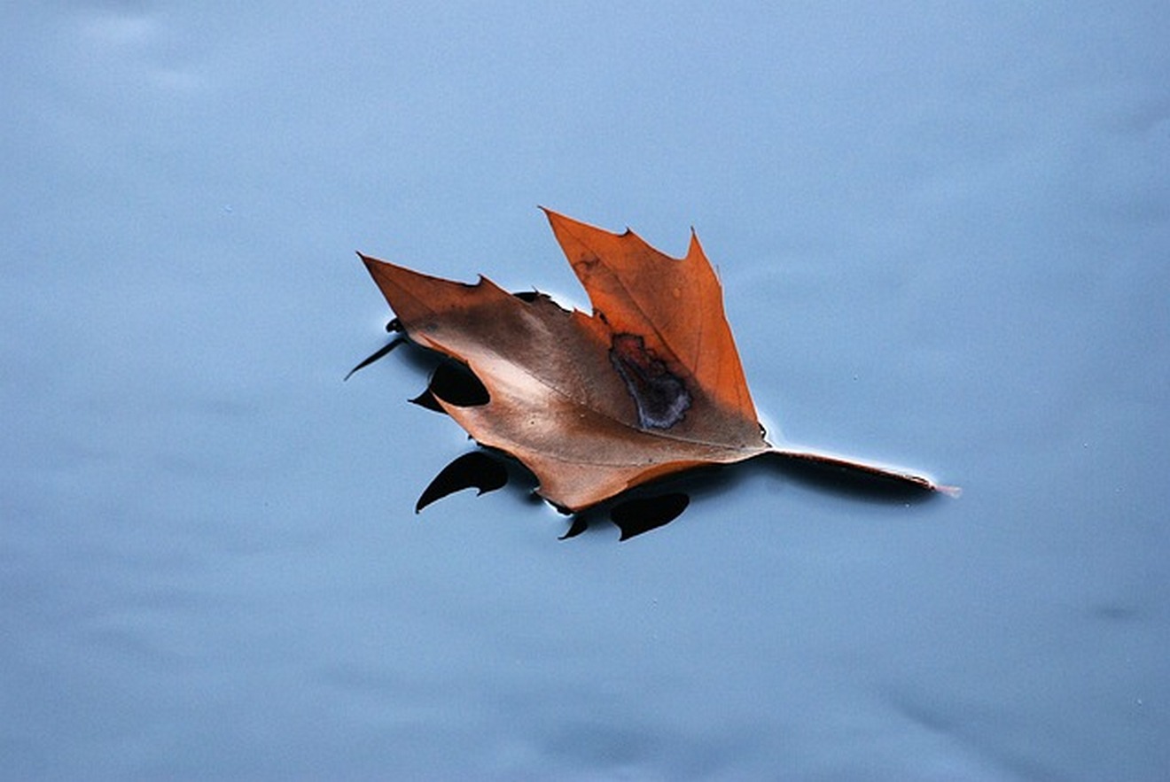 floating-leaf-346584_640
