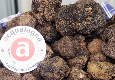 Tartufo nero estivo